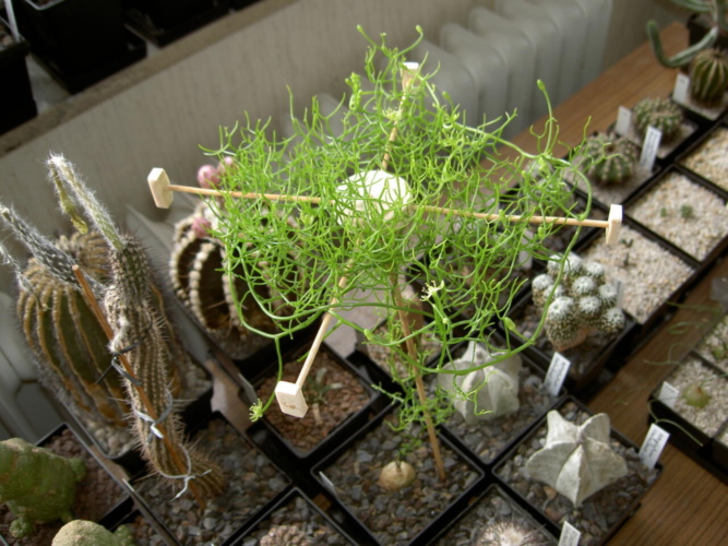 Picture of plant